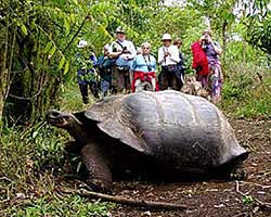 черепахи галапагосских островов